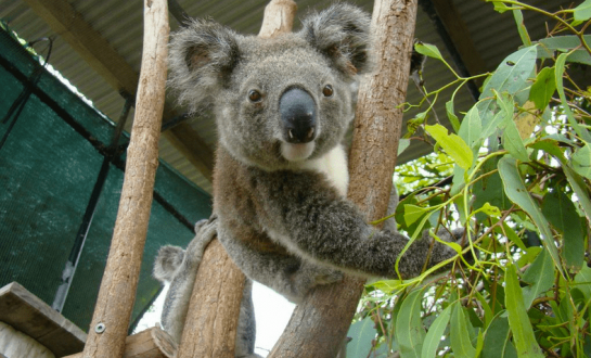 Séjour en Australie